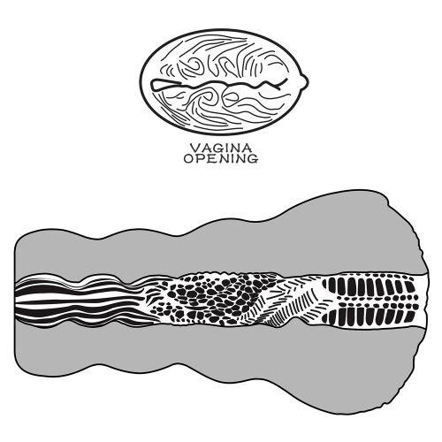 Vagina Artificiale Aliens Pie thumbnail 5