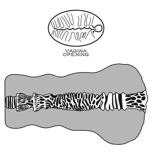 Vagina Artificiale Aliens Pie thumbnail 4